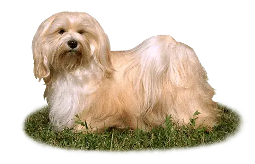 Hawańczyk włosy czy sierść – co musisz wiedzieć o pielęgnacji