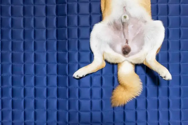 Czy wykastrowany pies może mieć wzwód? Co warto wiedzieć?