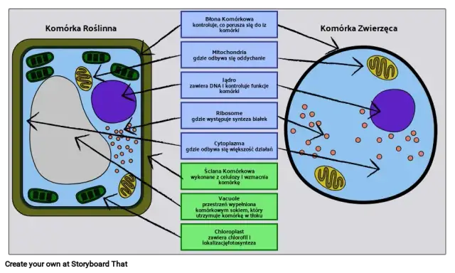 Jak wygląda komórka roślinna? Budowa, funkcje i schemat