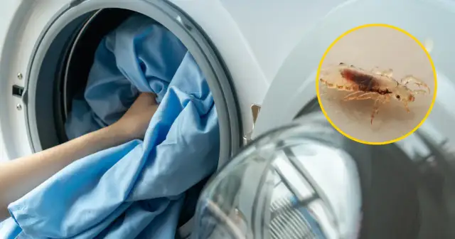 Wszy na pościeli mogą przeżyć kilka dni poza żywicielem. Pranie w wysokiej temperaturze zabija je.