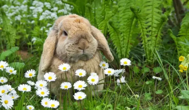Długość życia królika: Jak zapewnić mu 15 lat szczęścia?