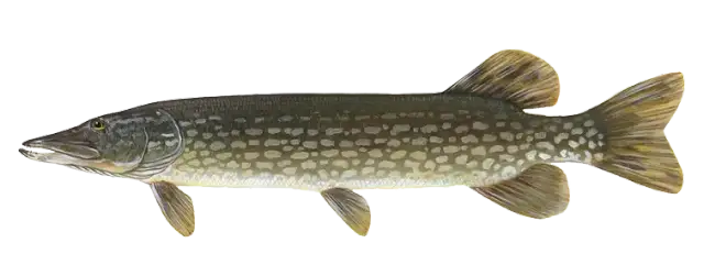 Jezioro Białokoskie – wędkarskie skarby i piękno natury w Sierakowie