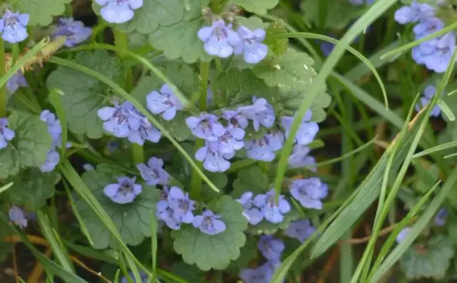 Bluszczyk kurdybanek: chwast czy cud? Poznaj jego podwójną naturę