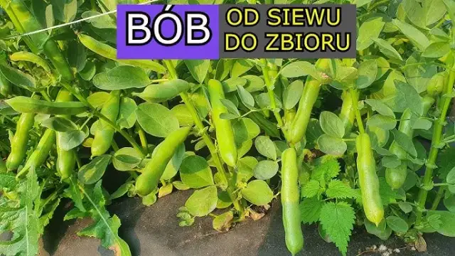 Jak uprawiać bób skutecznie i uniknąć najczęstszych błędów