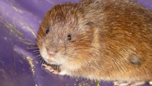 Skuteczne sposoby na pozbycie się nornicy z działki bez bólu