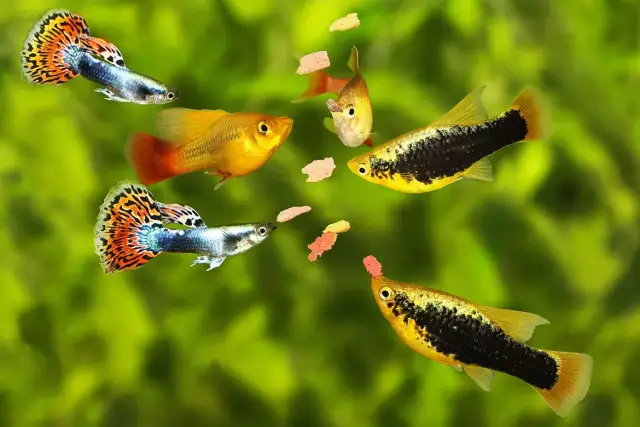Jak często karmić rybki w akwarium, aby uniknąć błędów w opiece?