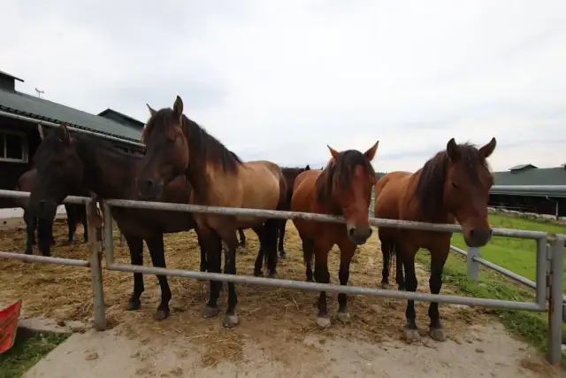 Stadnina Koni Gładyszów: Cennik. Ile kosztuje Twoja przygoda?