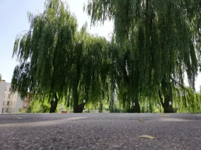 Jakie drzewa sadzić na osiedlach, aby uniknąć problemów w przyszłości?