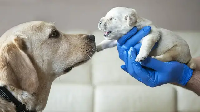 Kiedy szczeniaki zaczynają widzieć? Odkryj etapy rozwoju ich wzroku