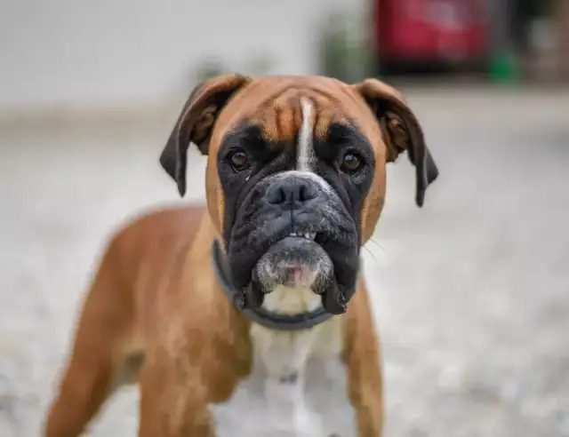 Jak wygląda pies bokser? Poznaj jego unikalne cechy i wygląd