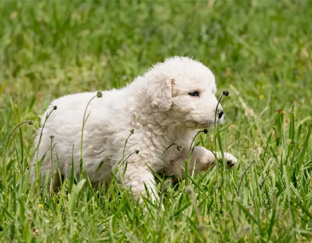 Najlepsza obroża dla owczarka podhalańskiego – uniknij błędów przy wyborze