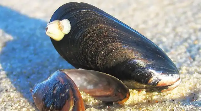 Jakie muszle występują w Bałtyku? Odkryj fascynujące gatunki