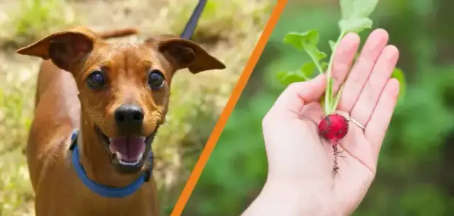 Czy pies może jeść rzodkiewkę? Sprawdź, co musisz wiedzieć o zdrowiu psa