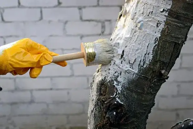 Kiedy się maluje drzewa wapnem, aby uniknąć ich uszkodzenia?