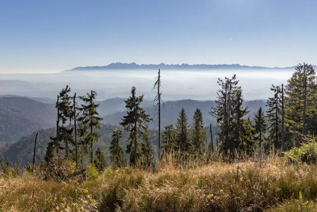 Widok z górskiego szlaku na Turbacz. W oddali majaczą Tatry, a na pierwszym planie sosny i trawy.