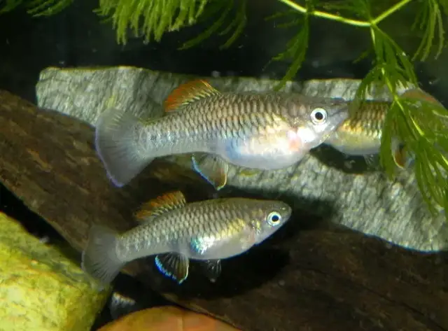 Jak rozpoznać ciążę u gupików i zapewnić im bezpieczne rozmnażanie