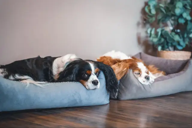 Dwa psy rasy Cavalier King Charles Spaniel odpoczywają na wygodnych legowiskach. Idealne legowisko dla psa to takie, które zapewnia komfort i bezpieczeństwo.