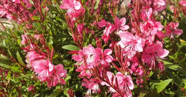 Czy gaura zimuje w gruncie? Odkryj, jak ją zabezpieczyć na zimę