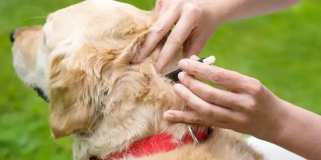 Kiedy założyć psu obrożę na kleszcze, aby uniknąć zagrożeń?