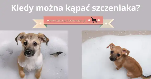 8-tygodniowy szczeniak: Kąpać? Kiedy i jak bezpiecznie to zrobić