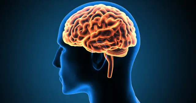 Ilustracja mózgu w profilu. Szukasz informacji, jakie leki na niedotlenienie mózgu mogą pomóc?