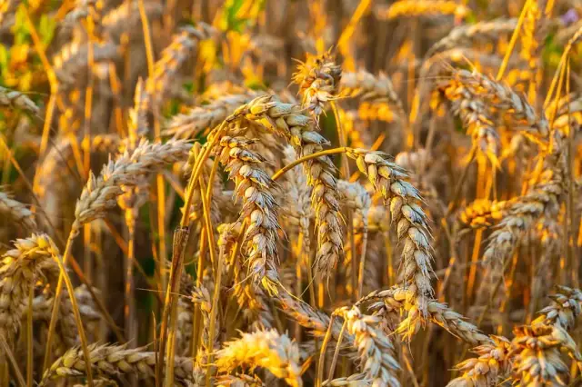 Jakie zboże na słabe gleby: najlepsze wybory dla udanych plonów