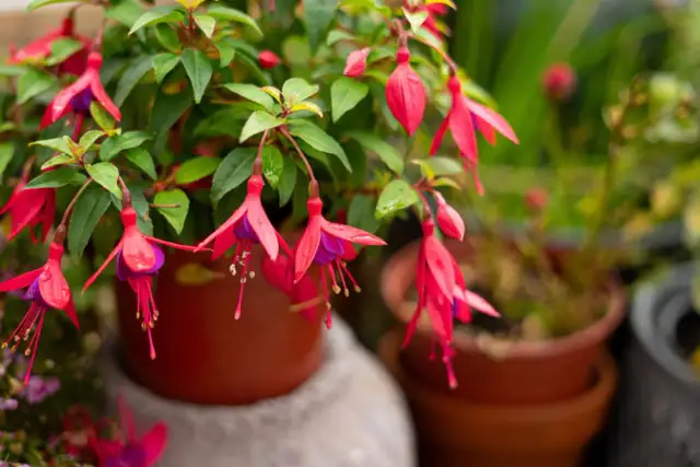 Jaki nawóz do fuksji zapewni zdrowy wzrost i obfite kwitnienie?