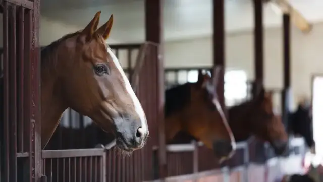 Co robi koń? Odkryj zaskakujące zachowania i reakcje koni
