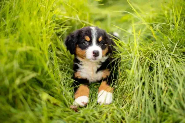 Ile kup robi szczeniak? Sprawdź normy, sygnały alarmowe i uspokój się!