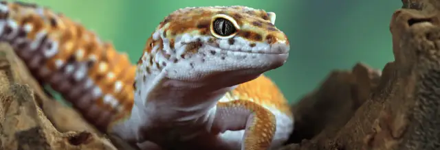 Czym karmić gekona lamparciego, aby zapewnić mu zdrowie?