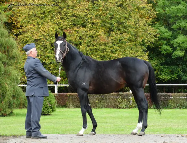 Stadnina Koni Krasne: Kolebka folblutów. Historia i oferta