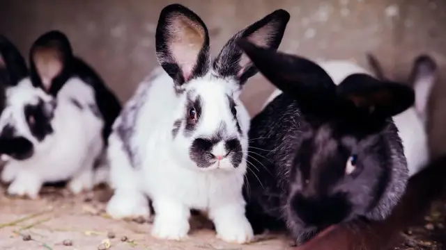 Ile kosztuje królik? Poznaj wszystkie koszty i nie daj się zaskoczyć