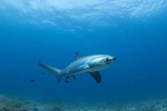 Czy w Morzu Czarnym są rekiny? Rzadkie gatunki i bezpieczeństwo w wodzie