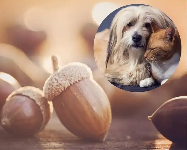 Czy pies może jeść żołędzie? Dowiedz się o ich toksyczności i ryzyku zdrowotnym.