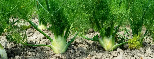 Jak uprawiać koper: proste sposoby na zdrowe zbiory przez lato