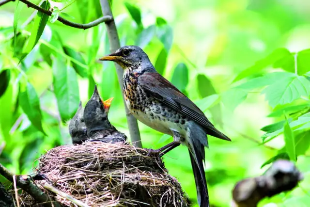Ptaki w ogrodzie? Stwórz im raj! Kompletny poradnik