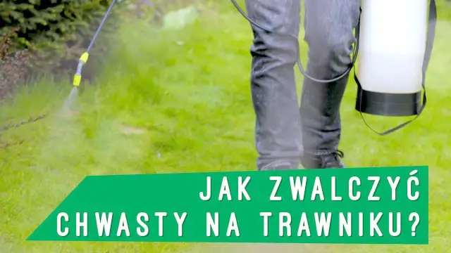 Chwast ogrodowy: jak skutecznie go zwalczać i uniknąć strat w uprawach