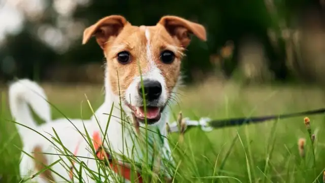 Mój szczeniak je odchody! Co robić? Przyczyny i plan działania.