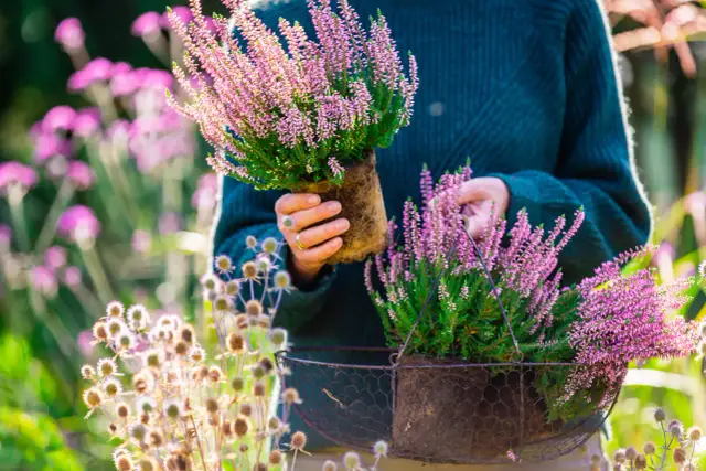 Kiedy sadzić wrzosy? Wiosna czy jesień? Sprawdź najlepszy termin!