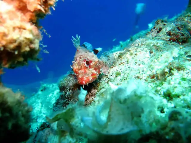Mała, czerwona ryba ukryta wśród skał. Podwodny świat Grecji, rafa koralowa pełna życia.