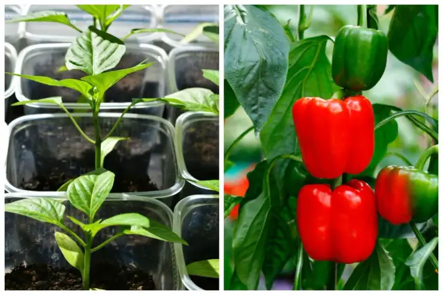 Kiedy sadzić paprykę do gruntu? Po 15 maja dla obfitych plonów!