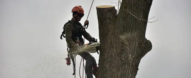 Drzeworycer w kasku i uprzęży tnie piłą mechaniczną pień drzewa, unoszą się trociny.