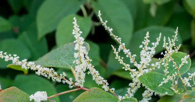 Jak skutecznie zwalczyć rdestowiec chwast i ochronić ogród