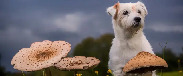 Czy pies może jeść grzyby? Bezpieczne grzyby i zagrożenia dla zdrowia.