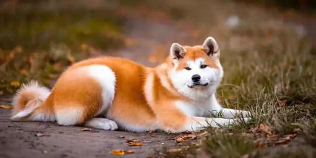 Akita: agresja czy silny charakter? Poznaj prawdę i wychowaj mądrze