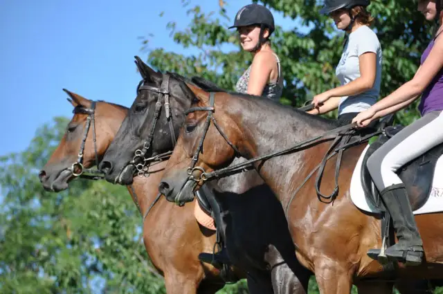 Stadnina koni Jaroszówka - poznaj wyjątkowe usługi i atrakcje