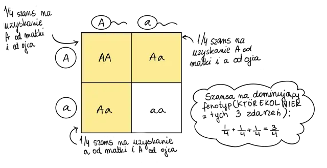 Krzyżówka hetmańska a klasyczna: różnice w logice gry. Diagram przedstawia genotypy AA, Aa, Aa.