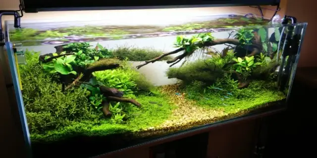 Akwarium OptiWhite czy warto? Poznaj zalety i wady inwestycji