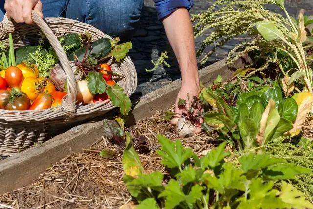 Kiedy wykup działek ROD: kluczowe terminy i ważne informacje