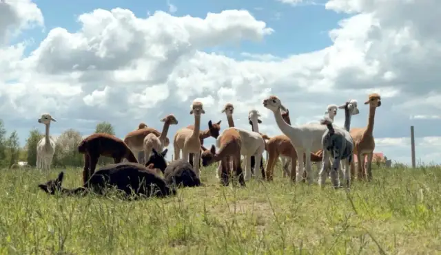 Hodowla alpak jak zacząć - kluczowe kroki i najważniejsze wymagania